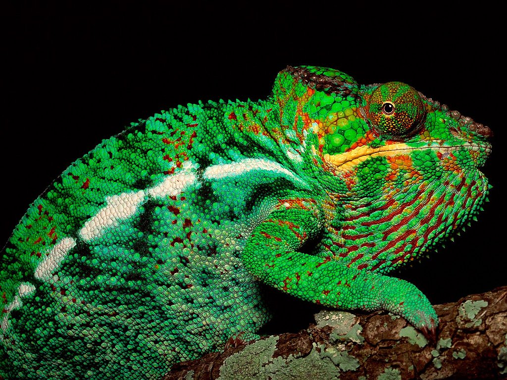 Male Panther Chameleon, Madagascar